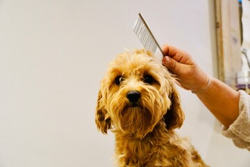 Close-Up of Cute Small Dog During Grooming at Home, Pet Care and Beauty Photography