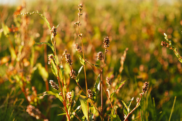 sunset prairie glow, peaceful countryside landscape featuring softly illuminated seed stems
