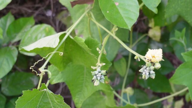 Ivy gourd vine with green leaves, white flowers and young spiky fruit clusters