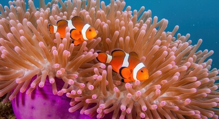 Two Ocellaris clownfish in a vibrant sea anemone. Underwater marine life on a coral reef. Symbiotic relationship in their natural habitat