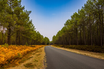 Forêt de Pins des Landes sur la commune de Linxe en France