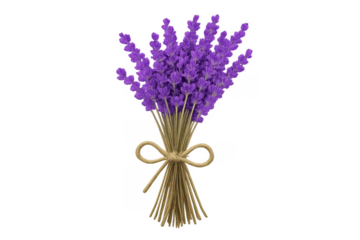Lavender bouquet tied with rope on transparent background