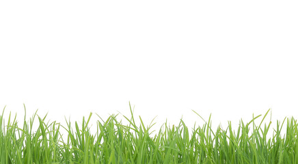 Fototapeta premium bright green realistic seamless grass border isolated on transparent background