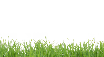 bright green realistic seamless grass border isolated on transparent background