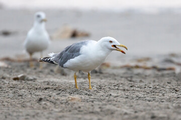 Seagull on the sand of the beach.
