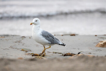 Seagull on the sand of the beach.