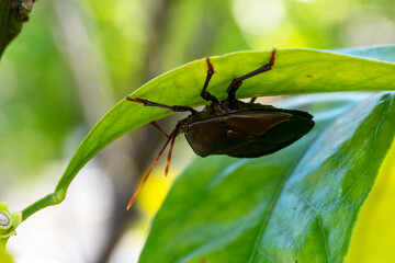 Bronze Orange Bug (Musgraveia sulciventris) nymph