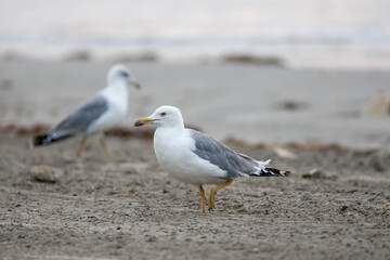 Seagull on the sand of the beach.
