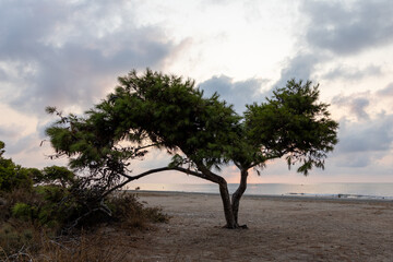 Tree on the beach at dawn.