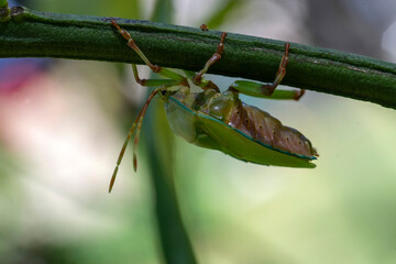 Bronze Orange Bug (Musgraveia sulciventris) nymph