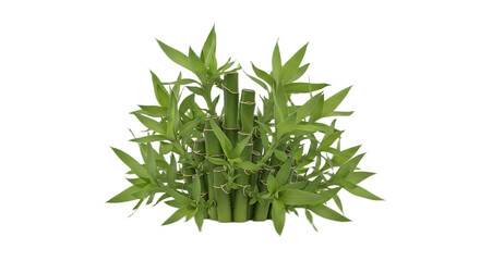 A small cluster of lucky bamboo stalks with green leaves against a black background in a studio shot