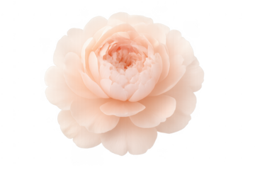 Pink blush rose peony flower blooming transparent background