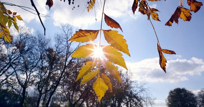 Sunlit Autumn Leaves with Blue Sky at Midday 