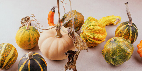 Close-up of white pumpkin and colorful fall gourds