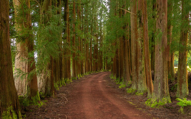 Dense forest in Viveiro da Falca, Terceira Island, Azores, with moss-covered tree trunks creating a lush green woodland atmosphere in this natural reserve