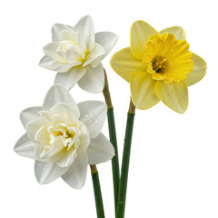Three fresh white and creamy yellow double-flowered daffodils with green stems and water droplets, isolated on a seamless transparent background with high-key lighting, concept of natural perfection