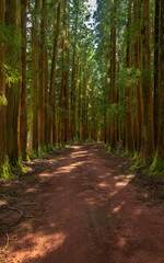 Dense forest in Viveiro da Falca, Terceira Island, Azores, with moss-covered tree trunks creating a lush green woodland atmosphere in this natural reserve