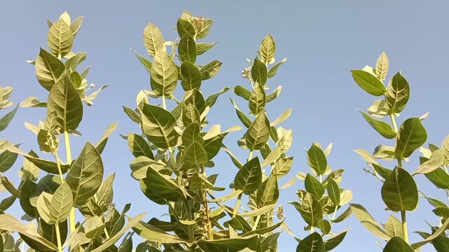Calotropis procera plant known as apple of sodom or ak plant showing thick green leaves and stem with clear blue sky background highlighting natural beauty