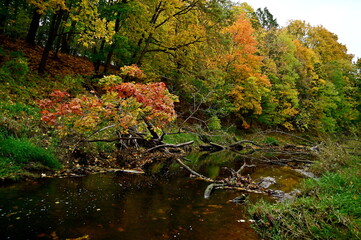 Autumn by the river