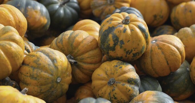 A lot of pumpkins close up. Autumn harvest colorful squashes and pumpkins in different varieties. Top view of variety of autumn harvest with organics pumpkins, squash and gourds inside the wooden bask