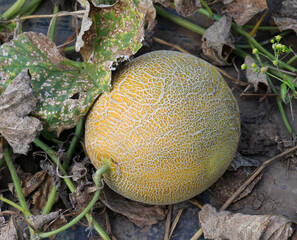Melon grows in open organic soil