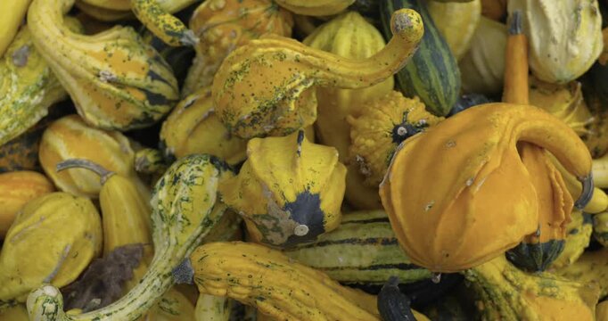 A lot of pumpkins close up. Autumn harvest colorful squashes and pumpkins in different varieties. Top view of variety of autumn harvest with organics pumpkins, squash and gourds inside the wooden bask