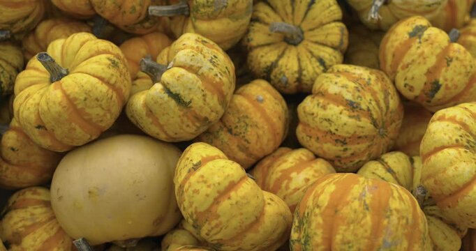 A lot of pumpkins close up. Autumn harvest colorful squashes and pumpkins in different varieties. Top view of variety of autumn harvest with organics pumpkins, squash and gourds inside the wooden bask
