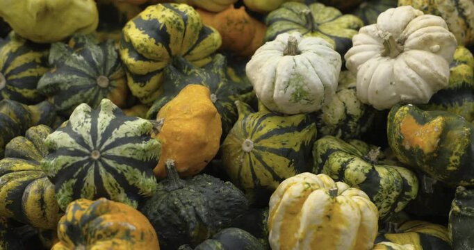 A lot of pumpkins close up. Autumn harvest colorful squashes and pumpkins in different varieties. Top view of variety of autumn harvest with organics pumpkins, squash and gourds inside the wooden bask