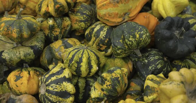 A lot of pumpkins close up. Autumn harvest colorful squashes and pumpkins in different varieties. Top view of variety of autumn harvest with organics pumpkins, squash and gourds inside the wooden bask