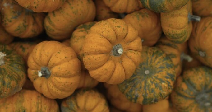 A lot of pumpkins close up. Autumn harvest colorful squashes and pumpkins in different varieties. Top view of variety of autumn harvest with organics pumpkins, squash and gourds inside the wooden bask
