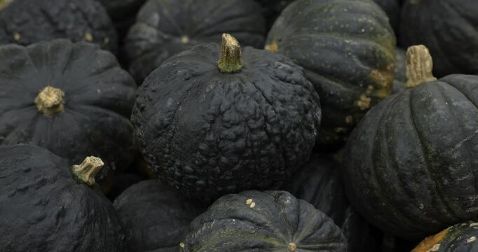 A lot of pumpkins close up. Autumn harvest colorful squashes and pumpkins in different varieties. Top view of variety of autumn harvest with organics pumpkins, squash and gourds inside the wooden bask