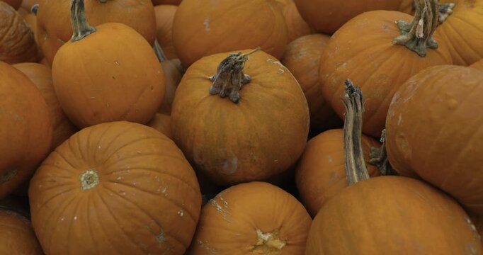A lot of pumpkins close up. Autumn harvest colorful squashes and pumpkins in different varieties. Top view of variety of autumn harvest with organics pumpkins, squash and gourds inside the wooden bask