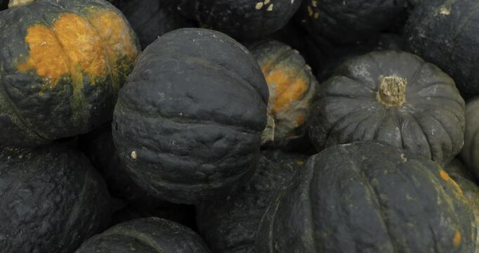 A lot of pumpkins close up. Autumn harvest colorful squashes and pumpkins in different varieties. Top view of variety of autumn harvest with organics pumpkins, squash and gourds inside the wooden bask