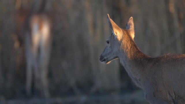 Wild deer hind moves slowly through wetland reeds at dusk, close up footage showing fur detail and sunset colors.