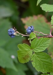 Blackberries on a branch of a bush with green leaves in the garden