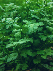 Cilantro harvest in the garden. Selective focus.
