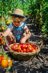 A child is harvesting tomatoes in the garden. Selective focus. © yanadjan