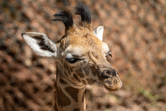 Rothschild's giraffe