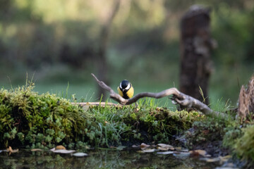 Cincia bigia (Poecile palustris