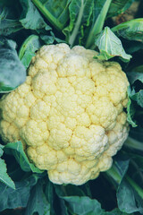 Cauliflower harvest in the garden. Selective focus.