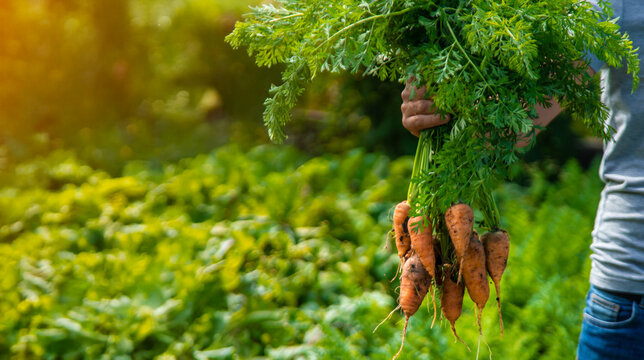 A farmer harvests carrots and beets in the garden. Selective focus.