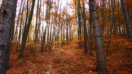 goldener Herbst in den Wälder der Buckligen Welt