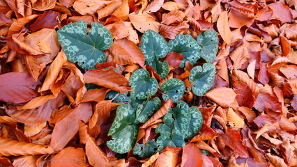 Zyklamen-Blätter im Laub