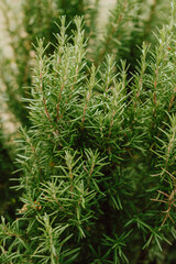 closeup of fresh rosemary under morning dew, sunlit herb sprigs display aromatic leaves with dew