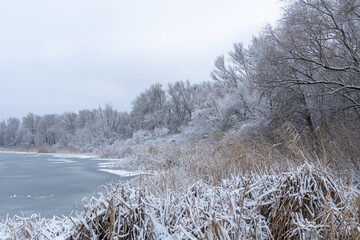 Calm winter lake snow covered ice on hill and surrounded by trees. Panoramic landscape with snowy trees and frozen water. Cold weather of christmas and new year. Frosty snowy river and plant.