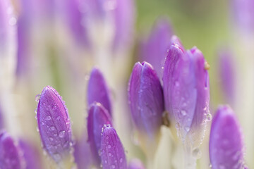 Obraz premium stunning purple crocuses with water droplets, bright violet crocuses still closed, raindrops on purple-violet flowers, green background, crocus