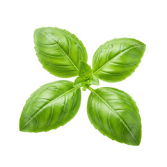 A single, fresh, vibrant green basil sprig with broad, dewy leaves and intricate veins, isolated against an immaculate transparent background with copy space, concept for natural food ingredient
