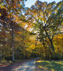 autumn country road running through the forest