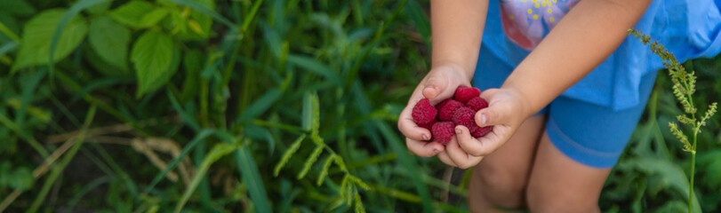A child picks raspberries in the garden. Selective focus.