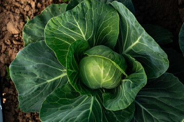 Fresh green cabbage growing in a vegetable garden. Healthy organic plant with large leaves and water drops, symbol of natural farming and sustainable agriculture.